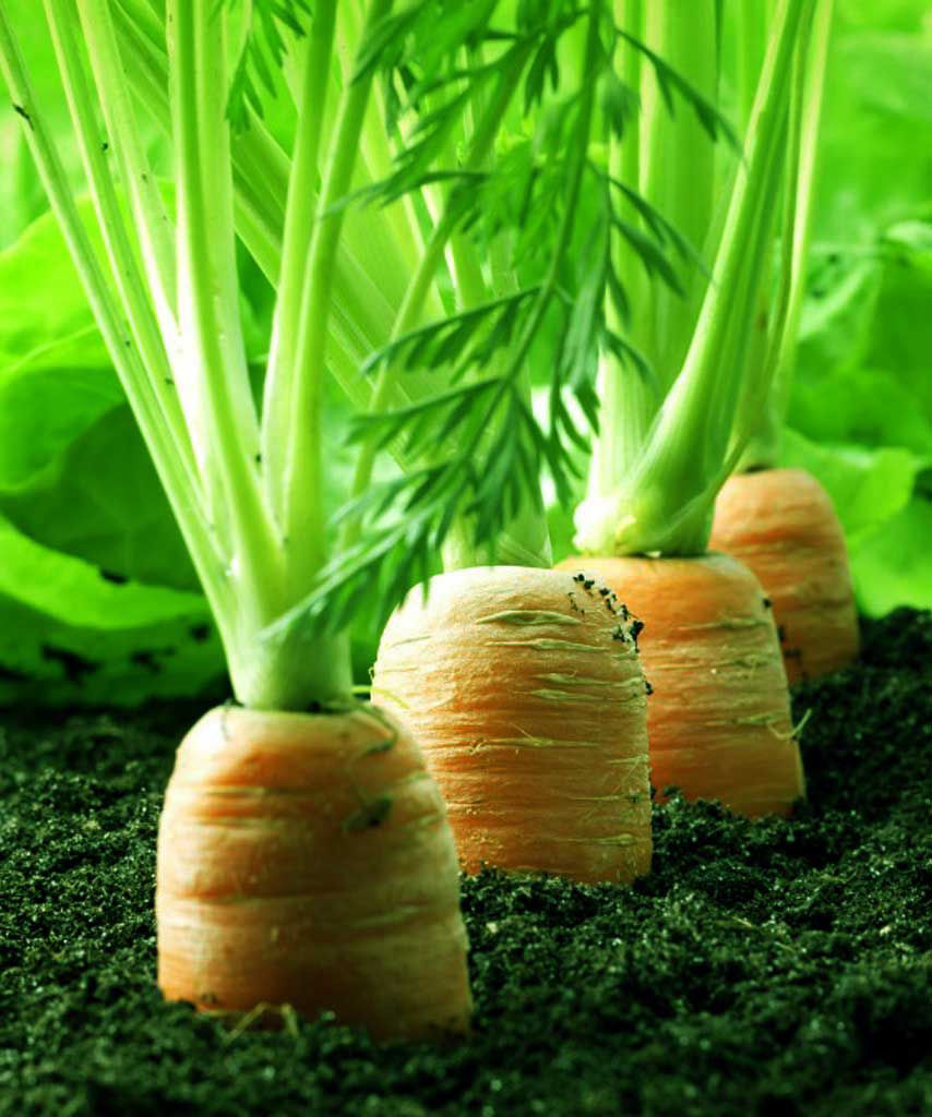 Organic Farming